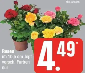 Edeka Rosen Angebot