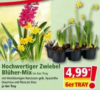 Norma Hochwertiger Zwiebel Blüher-Mix Angebot