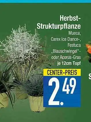 E-Center Herbst Strukturpflanze Angebot