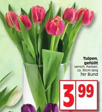 Edeka Tulpen, gefüllt 7er Bund Angebot