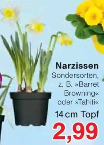 Jawoll Narzissen Sondersorten, z. B. >>Barret Browning<< oder >>Tahiti<< 14 cm Topf Angebot