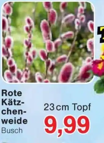 Jawoll Rote Kätzchenweide Busch Angebot