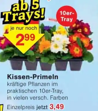 Jawoll Kissen-Primeln kräftige Pflanzen im praktischen 10er-Tray, in vielen versch. Farben Angebot