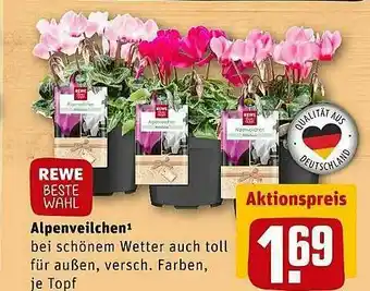 REWE Rewe Beste Wahl Alpenveilchen Angebot