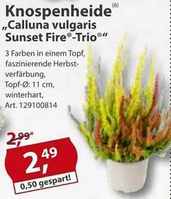 Sonderpreis Baumarkt Knospenheide „calluna Vulgaris Sunset Fire Trio” Angebot