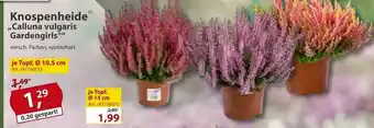 Sonderpreis Baumarkt Knospenheide „calluna Vulgaris Gardengirls” Angebot