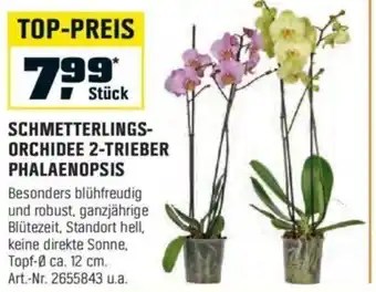 OBI SCHMETTERLINGS-ORCHIDEE 2-TRIEBER PHALAENOPSIS Angebot