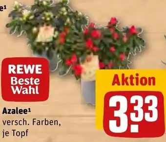 REWE Azalee Angebot