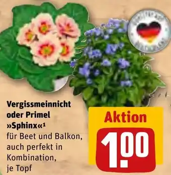 REWE Vergissmeinnicht oder Primel Sphinx Angebot