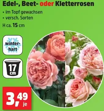 Thomas Philipps Edel, Beet oder Kletterrosen Angebot