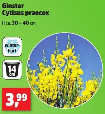 Thomas Philipps Ginster Cytisus praecox Angebot