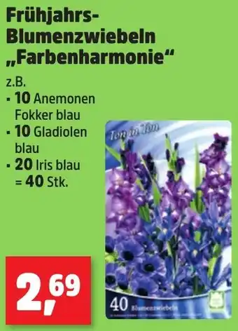 Thomas Philipps Frühjahrs-Blumenzwiebeln ,,Farbenharmonie" Angebot