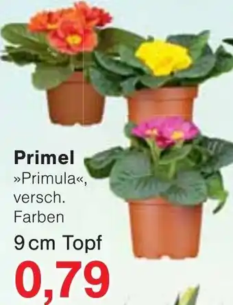 Wiglo Wunderland Primel 9 cm Topf Angebot