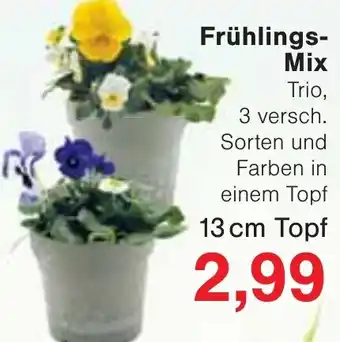 Wiglo Wunderland Frühlings Mix 13 cm Topf Angebot