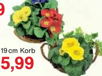 Wiglo Wunderland Frühlingskorb 19 cm Korb Angebot