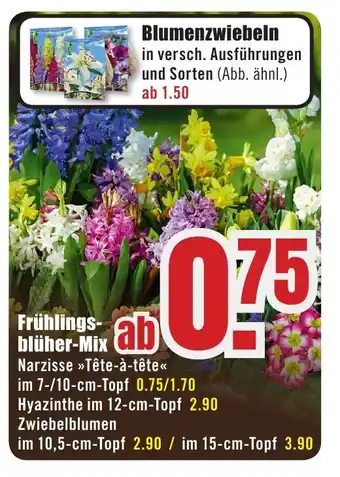 B1 Discount Baumarkt Fruhlingsblüher-Mix Angebot