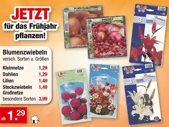 Zimmermann Blumenzwiebeln Angebot