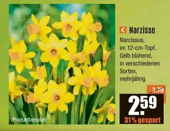 V Baumarkt Narzisse Angebot