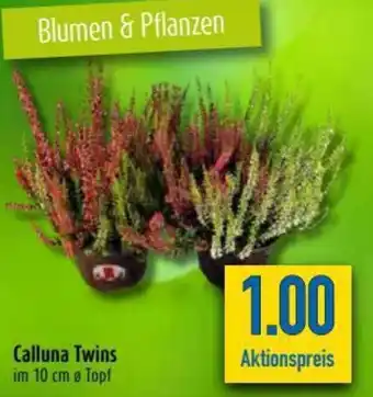 diska Calluna Twins Angebot