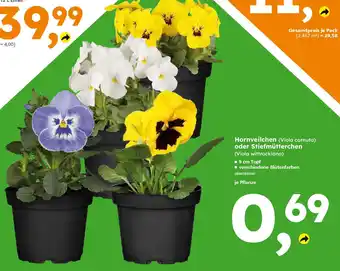 Globus Baumarkt Hornveilchen (Viola cornuta) oder Stiefmütterchen (Viola wittrockiana) Angebot