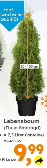 Lebensbaum (Thuja Smaragd) 80-100cm Angebot bei Globus Baumarkt