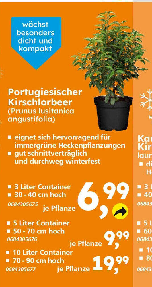 Portugiesischer Kirschlorbeer (Prunus lusitanica angustifolia) Angebot bei Globus  Baumarkt