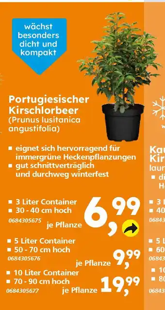 Globus Baumarkt Portugiesischer Kirschlorbeer (Prunus lusitanica angustifolia) Angebot