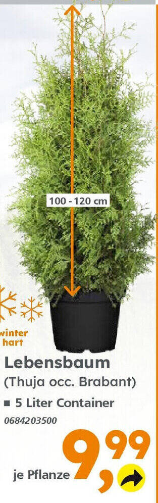 Lebensbaum (Thuja occ. Brabant) Angebot bei Globus Baumarkt