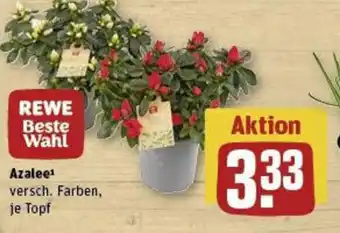 REWE Azalee¹ Angebot
