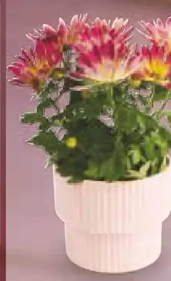 Netto Marken-Discount Chrysanthemen Angebot