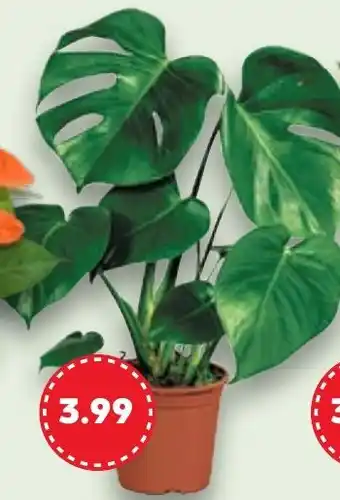 Kaufland Zimmerpflanzen Angebot