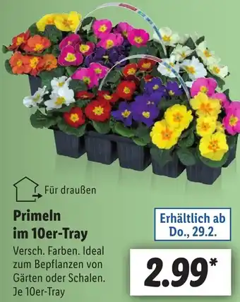 Lidl Primeln im 10er-Tray Angebot