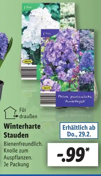 Lidl Winterharte Stauden Angebot