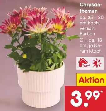 Netto Marken-Discount Chrysanthemen Angebot