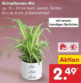 Netto Marken-Discount Grünpflanzen Mix Angebot