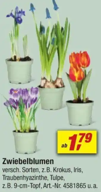 toom Baumarkt Zwiebelblumen Angebot