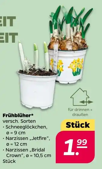 NETTO Frühblüher Angebot