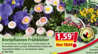 Norma Beetpflanzen Frühblüher 10er Tray Angebot