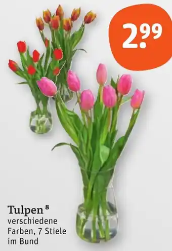 tegut Tulpen Angebot