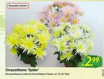 Floraland Chrysantheme „spider” Angebot