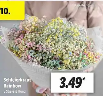 Lidl Schleierkraut Rainbow Angebot