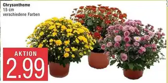 Marktkauf Chrysantheme Angebot