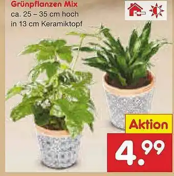 Netto Marken-Discount Grünpflanzen Mix Angebot