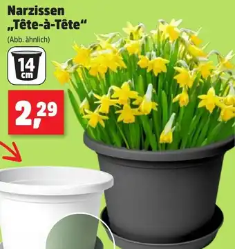 Thomas Philipps Narzissen ,,Tête-à-Tête" Angebot