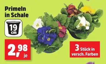 Thomas Philipps Primeln in Schale 19 cm Angebot