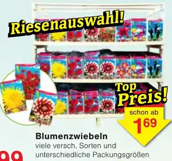 Wiglo Wunderland Blumenzwiebeln Angebot