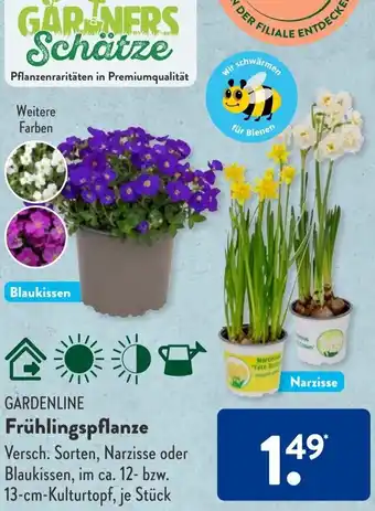 Aldi Süd GARDENLINE Frühlingspflanze Angebot