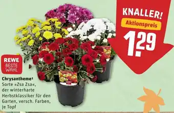 REWE Center Chrysantheme Angebot