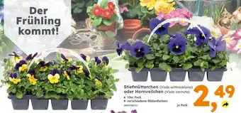 Globus Baumarkt Stiefmütterchen (Viola wittrockiana) oder Hornveilchen (Viola cornuta) Angebot