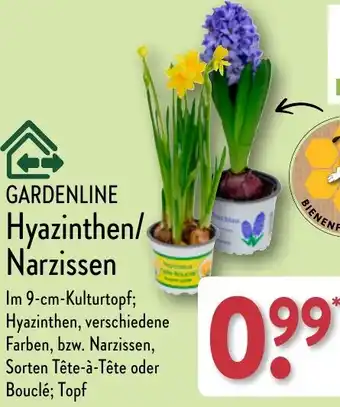 Aldi Nord GARDENLINE Hyazinthen/ Narzissen Angebot